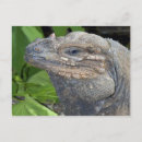 Suche nach iguana postkarten Wild