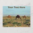 Recherche de camel cartes postales Faune