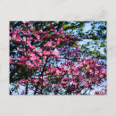 Recherche de joli arbre cartes postales Rose