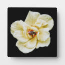 Suche nach bienen fotoplatten Natur