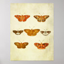 Suche nach vintager schmetterling poster Käfer