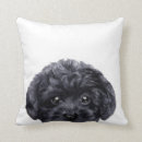 Recherche de caniche noir coussins Chiot