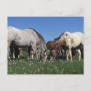 Suche nach appaloosa poster Reiter