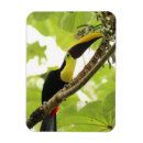 Recherche de oiseaux exotiques magnets Forêt tropicale