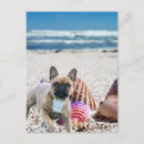 Recherche de frenchy cartes postales Bulldog