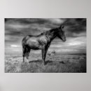 Recherche de chevaux noirs posters Ferme