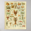 Recherche de crustac posters Mer