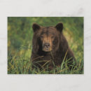Suche nach grizzlybär postkarten Portrait