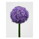 Suche nach allium poster Botanisch