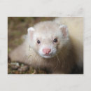 Recherche de furets cartes postales Mignon