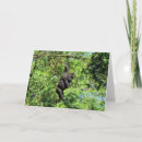 Suche nach primates karten Fotografie