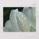 Recherche de fleur blanche cartes postales Pour eux