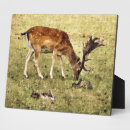 Suche nach hirsch fotoplatten Tierwelt
