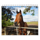 Recherche de chevaux de deux calendriers Appaloosa