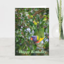 Suche nach lorikeet Tierwelt