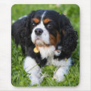 Recherche de cavalier king charles tapis souris Animal