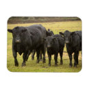 Recherche de bovin magnets Agriculture