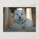 Recherche de honnêteté cartes postales Westie