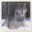 Suche nach grauer wolf untersetzer Schnee