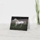 Suche nach weißes pferd karten Wild