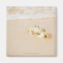 Suche nach krabben magnete Natur