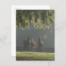 Recherche de fosse cartes postales Animal