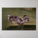 Recherche de canard sauvage posters Canards sauvages