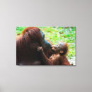 Suche nach orang utan leinwandbilder Dschungel