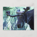 Suche nach wyoming postkarten Wild