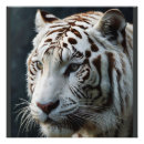 Suche nach white tiger poster Foto