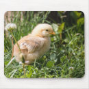 Suche nach geflügel mousepads Küken