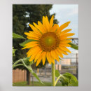 Recherche de tournesols posters Fleurs