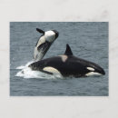 Suche nach killerwale postkarten Alaska