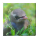 Recherche de jeune animal carreaux Bébé