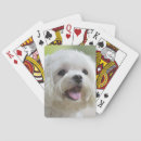 Recherche de maltais jeux de cartes Chien