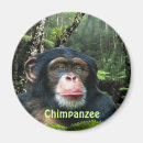 Suche nach primate magnete Schimpansen