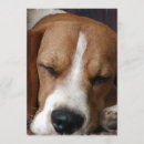 Recherche de de de beagle invitations Chien