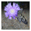 Suche nach gelber schmetterling poster Fotografie