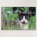 Recherche de chat smoking puzzles Nature