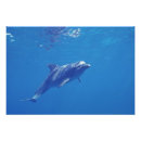 Suche nach bradley poster Natur