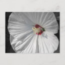 Recherche de fleur blanche cartes postales Été