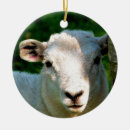 Suche nach niedliche schafe ornamente Lamm