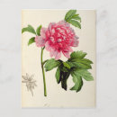 Recherche de 1799 cartes postales Botanique