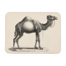 Recherche de dromadaire magnets Désert