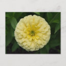 Suche nach zinnia blume postkarten Natur