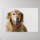 Recherche de golden retriever posters Animal