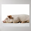 Suche nach das ferkel poster Tiere