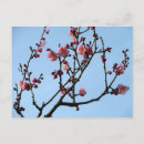 Suche nach pflaumenblüte postkarten Baum