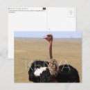 Suche nach masai mara postkarten Kenia