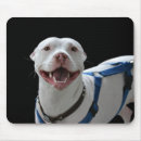 Suche nach pitbulls mousepads Stier